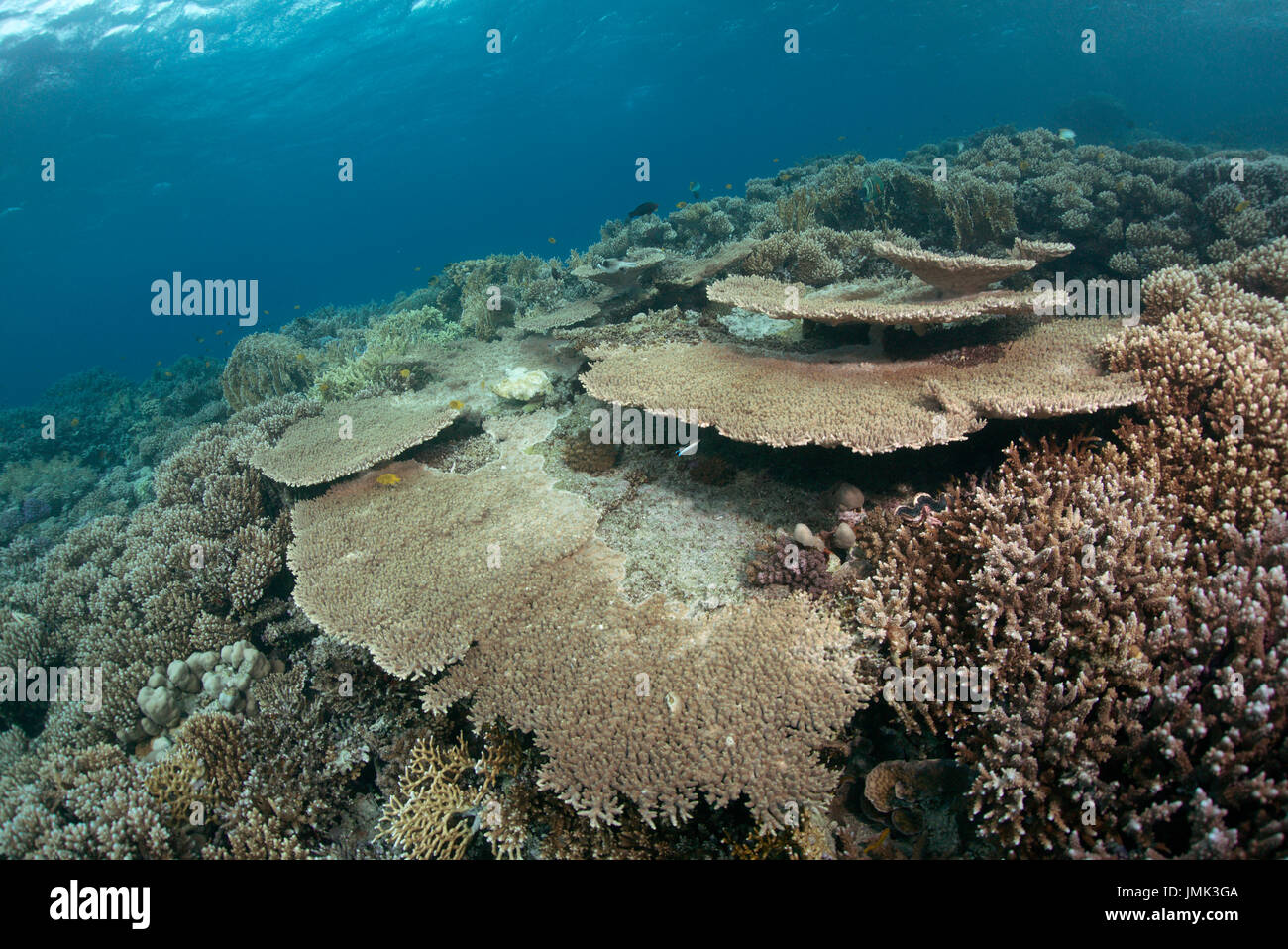 Un beau récif corallien sain avec une table de coraux dans les eaux cristallines de la Mer Rouge près de Hurghada, Egypte. Banque D'Images