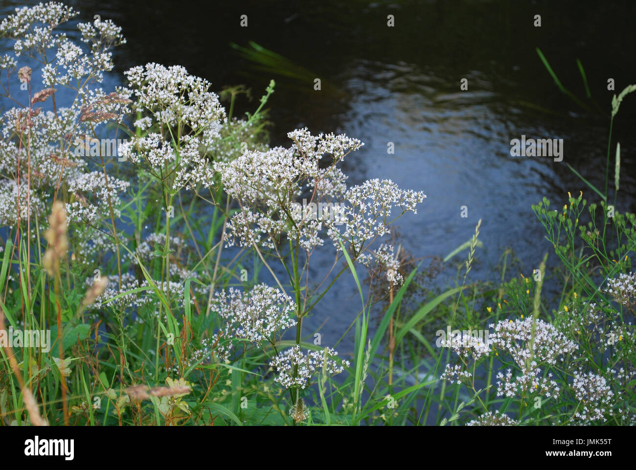 Fleurs blanches de l'anis (Pimpinella anisum), également appelé l'anis, est une plante de la famille des Apiaceae. Banque D'Images