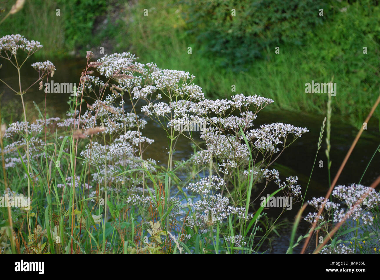 Fleurs blanches de l'anis (Pimpinella anisum), également appelé l'anis, est une plante de la famille des Apiaceae. Banque D'Images