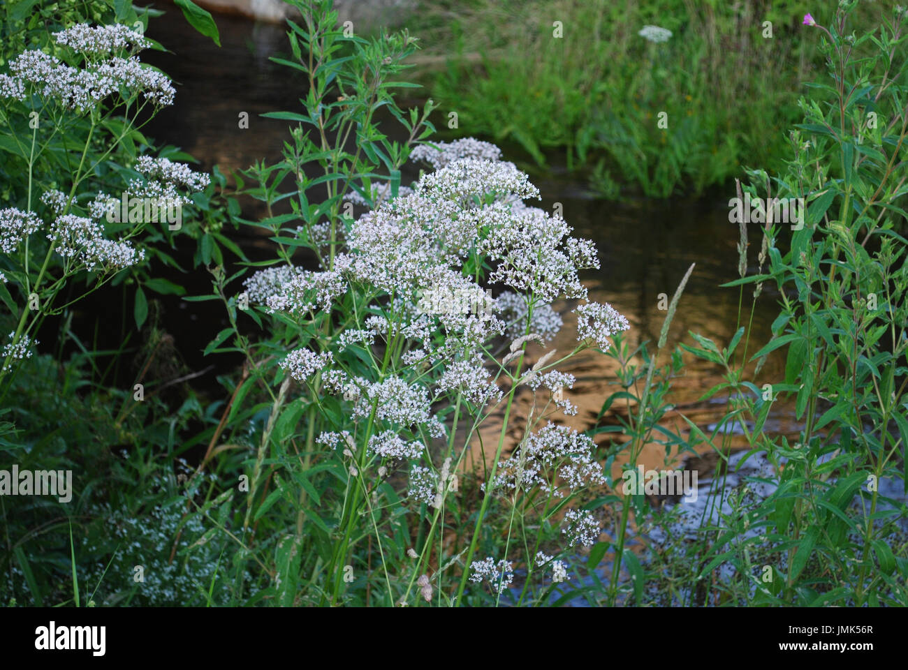 Fleurs blanches de l'anis (Pimpinella anisum), également appelé l'anis, est une plante de la famille des Apiaceae. Banque D'Images