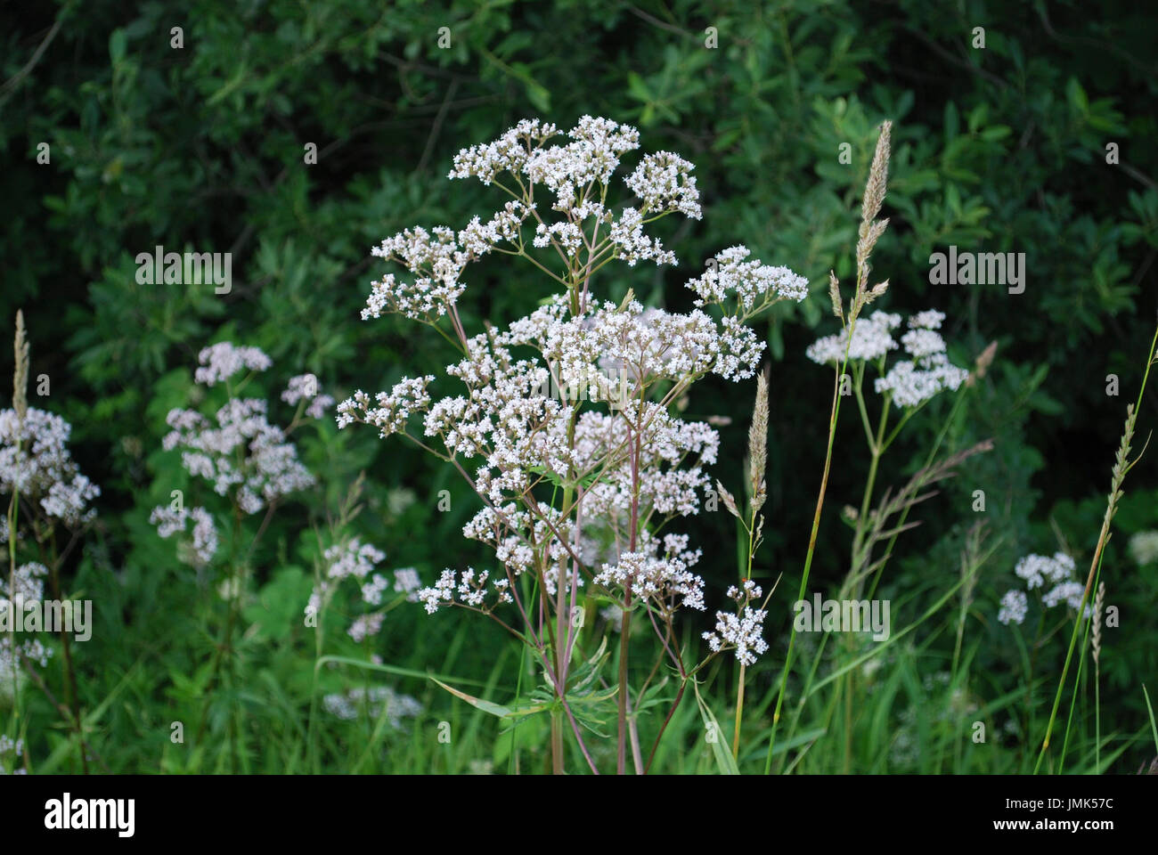 Fleurs blanches de l'anis (Pimpinella anisum), également appelé l'anis, est une plante de la famille des Apiaceae. Banque D'Images