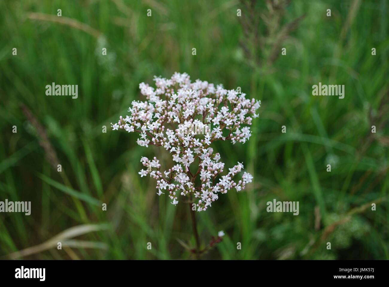 Fleurs blanches de l'anis (Pimpinella anisum), également appelé l'anis, est une plante de la famille des Apiaceae. Banque D'Images