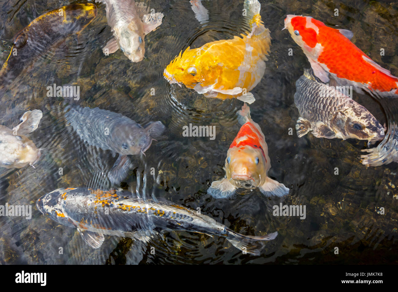 Koi de poissons colorés (Cyprinus rubrofuscus) surfacing dans étang de jardin Banque D'Images