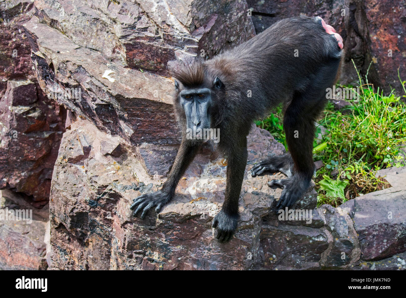 Les Célèbes macaque à crête à crête / macaque noir Sulawesi / crested macaque singe noir / (Macaca nigra) féminin, originaire de Sulawesi Banque D'Images