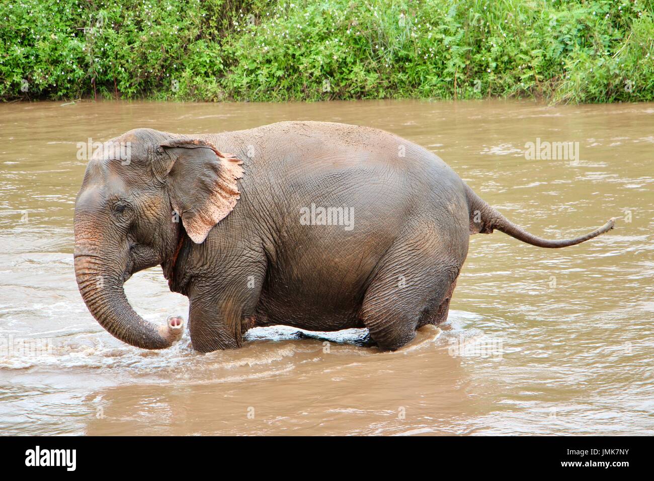 Baignade en rivière à l'éléphant Elephant Nature Park Banque D'Images