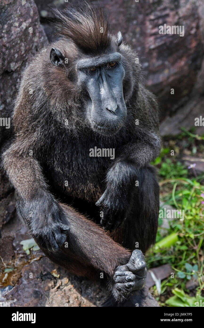 Les Célèbes macaque à crête à crête / macaque noir Sulawesi / crested macaque singe noir / (Macaca nigra) indigènes de l'île indonésienne de Sulawesi Banque D'Images