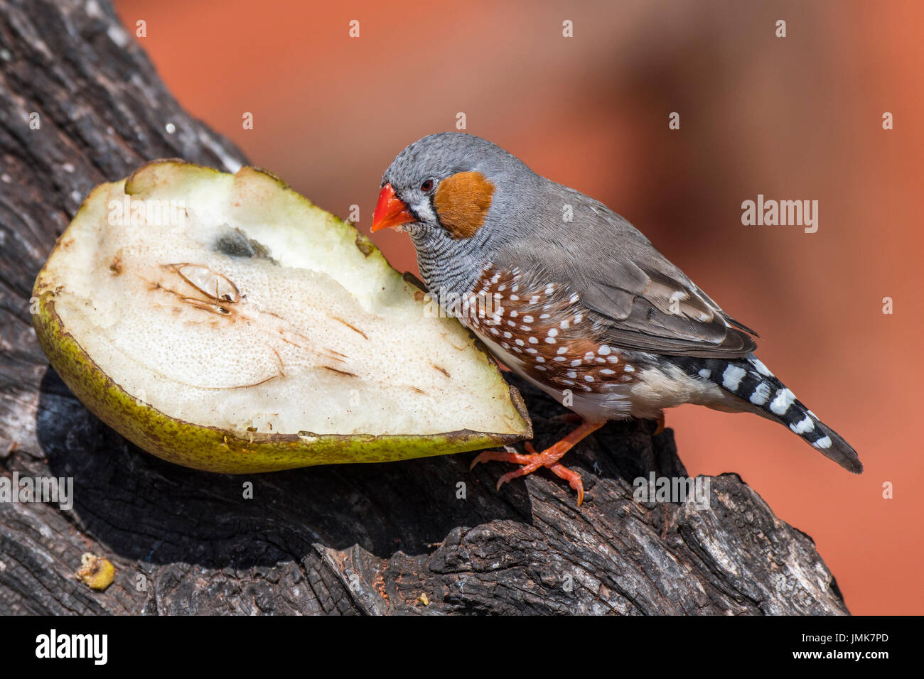 Diamant mandarin (Taeniopygia guttata / Poephila guttata) originaire de l'Australie en mangeant des fruits à bird feeder Banque D'Images
