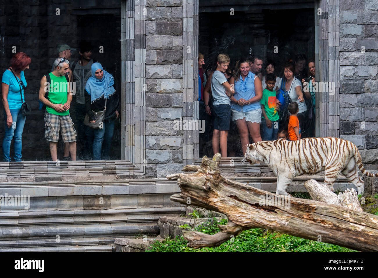 Les visiteurs à la captive au tigre blanc blanchi / tiger (Panthera tigris) derrière la vitre au zoo Banque D'Images