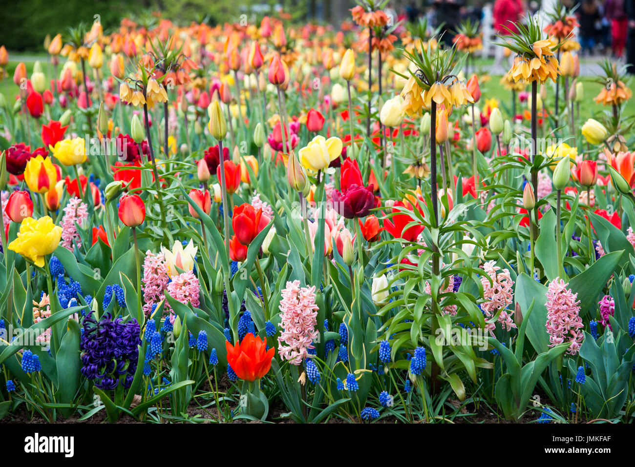 Fleurs à keukenhof park en Pays-Bas, europe. Banque D'Images