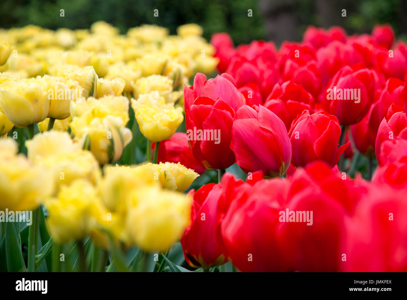 Fleurs à keukenhof park en Pays-Bas, europe. Banque D'Images