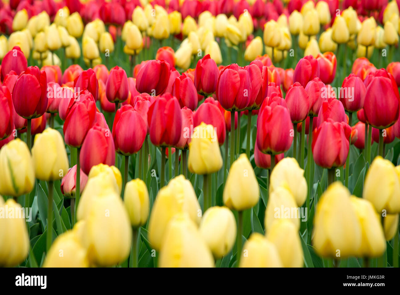 Fleurs à keukenhof park en Pays-Bas, europe. Banque D'Images