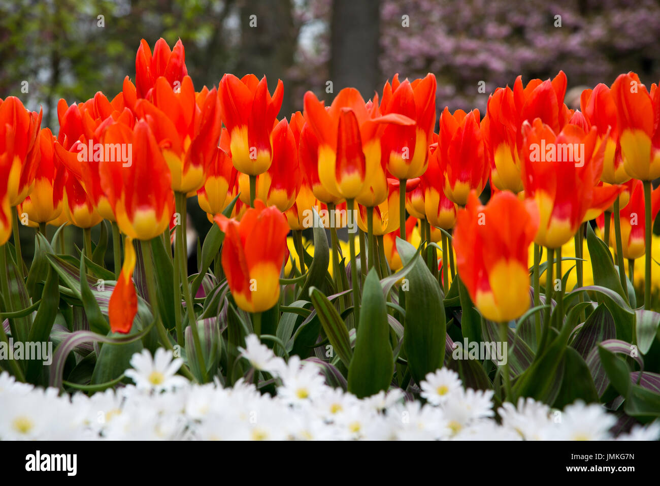Fleurs à keukenhof park en Pays-Bas, europe. Banque D'Images