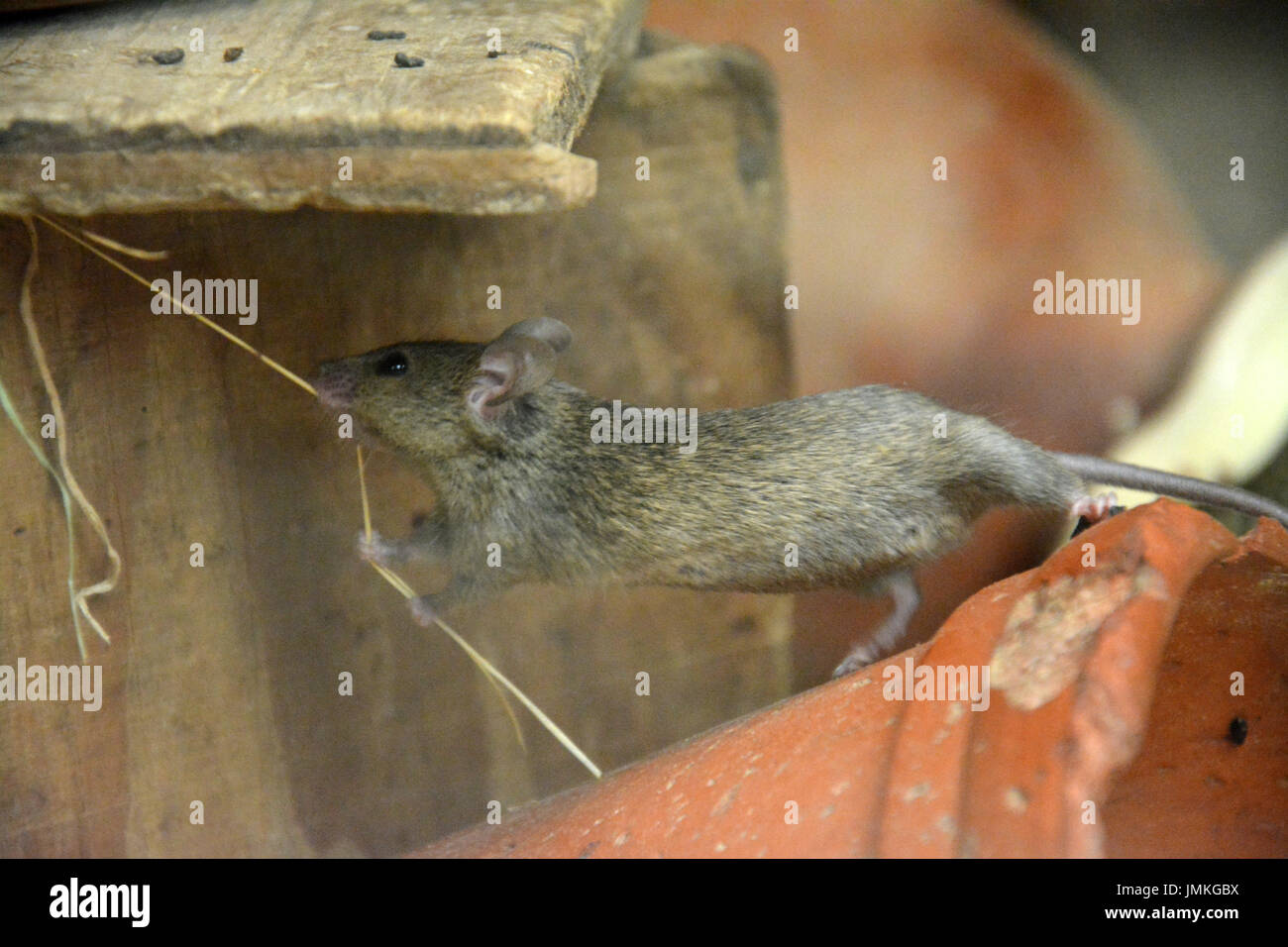 Souris domestique (Mus musculus) - sur un pot en argile, des étirements et de l'extraction d'un seul brin de paille Banque D'Images