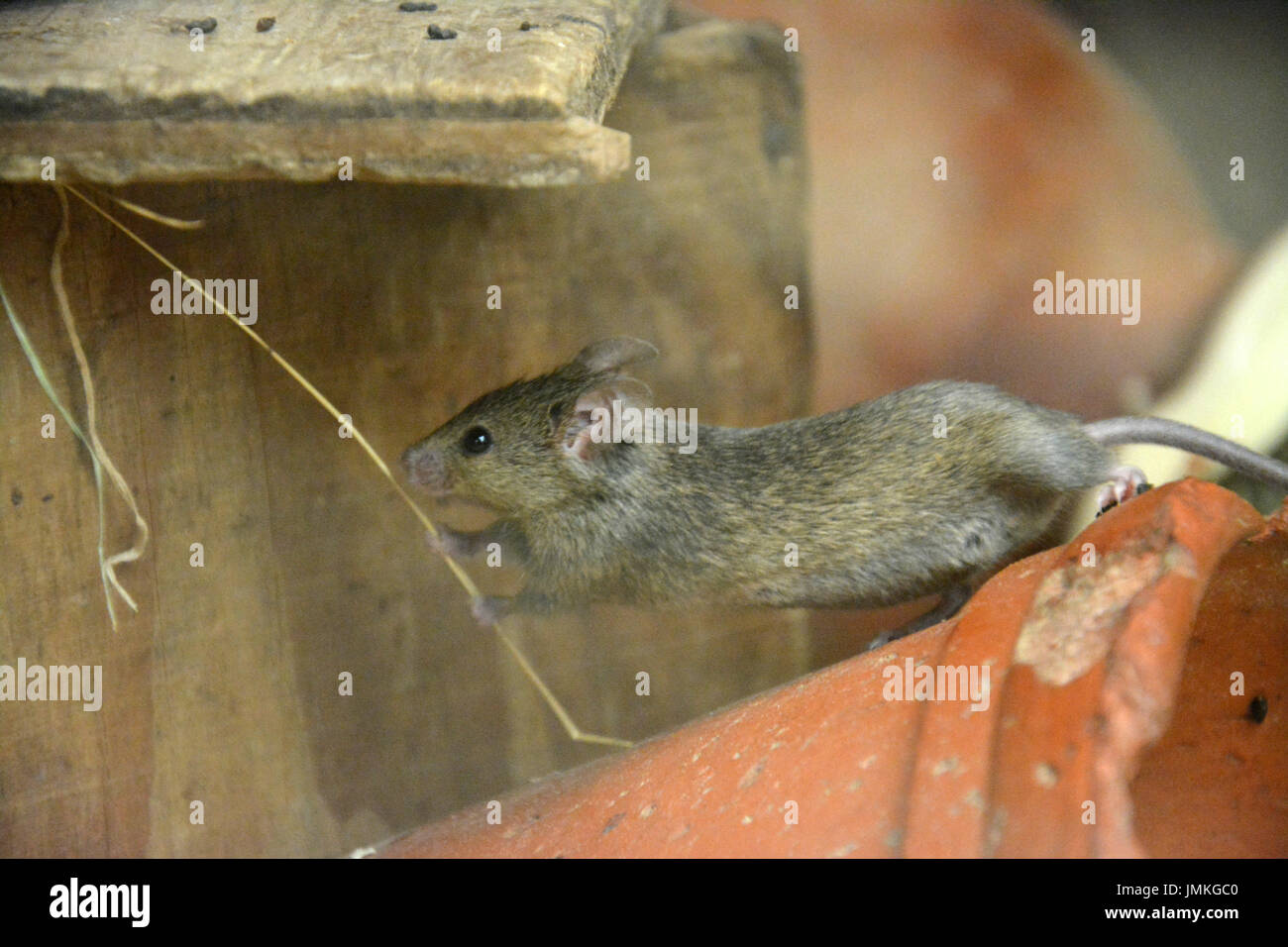 Souris domestique (Mus musculus) - sur un pot en argile, des étirements et de l'extraction d'un seul brin de paille Banque D'Images