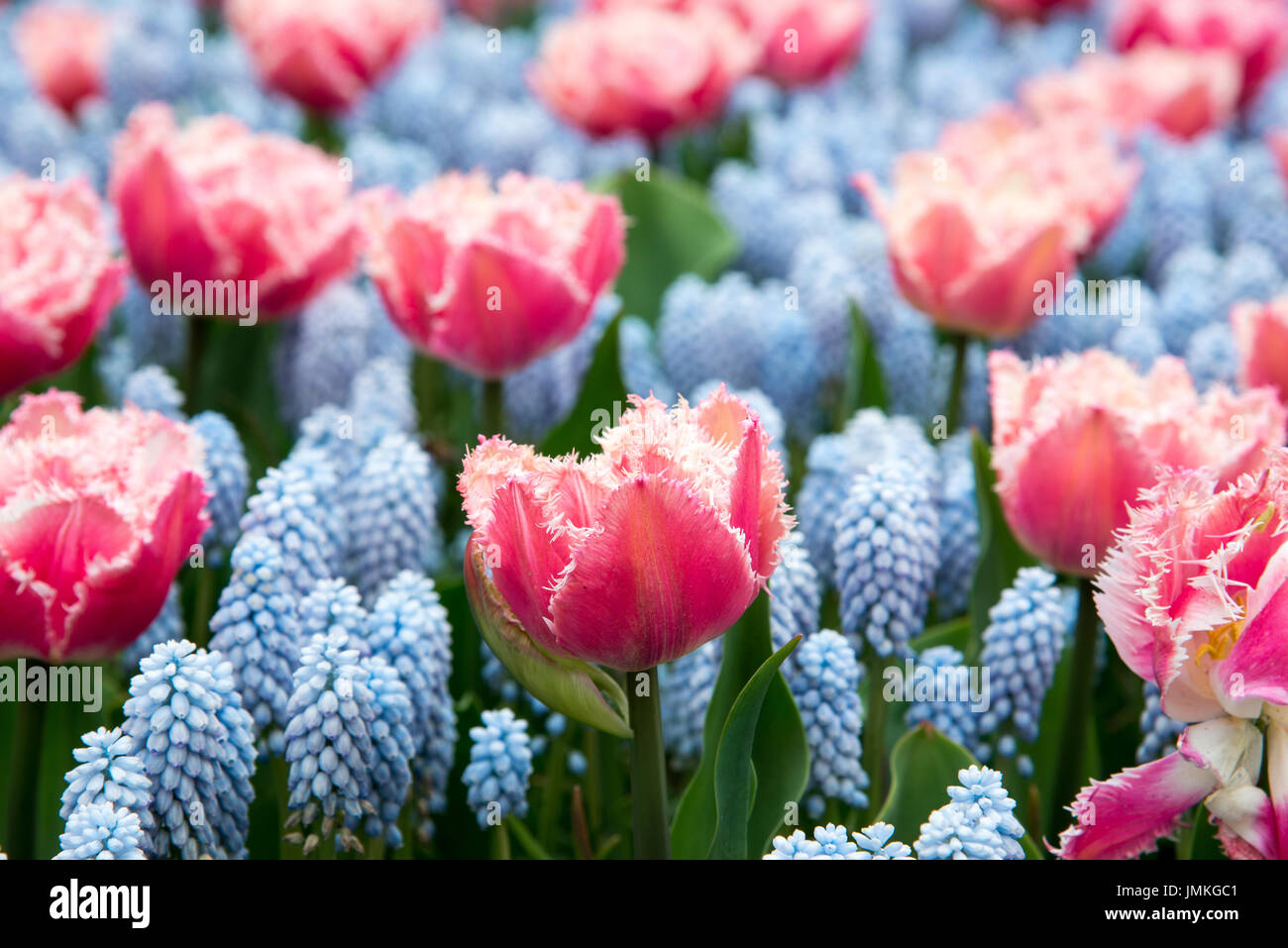 Fleurs à keukenhof park en Pays-Bas, europe. Banque D'Images