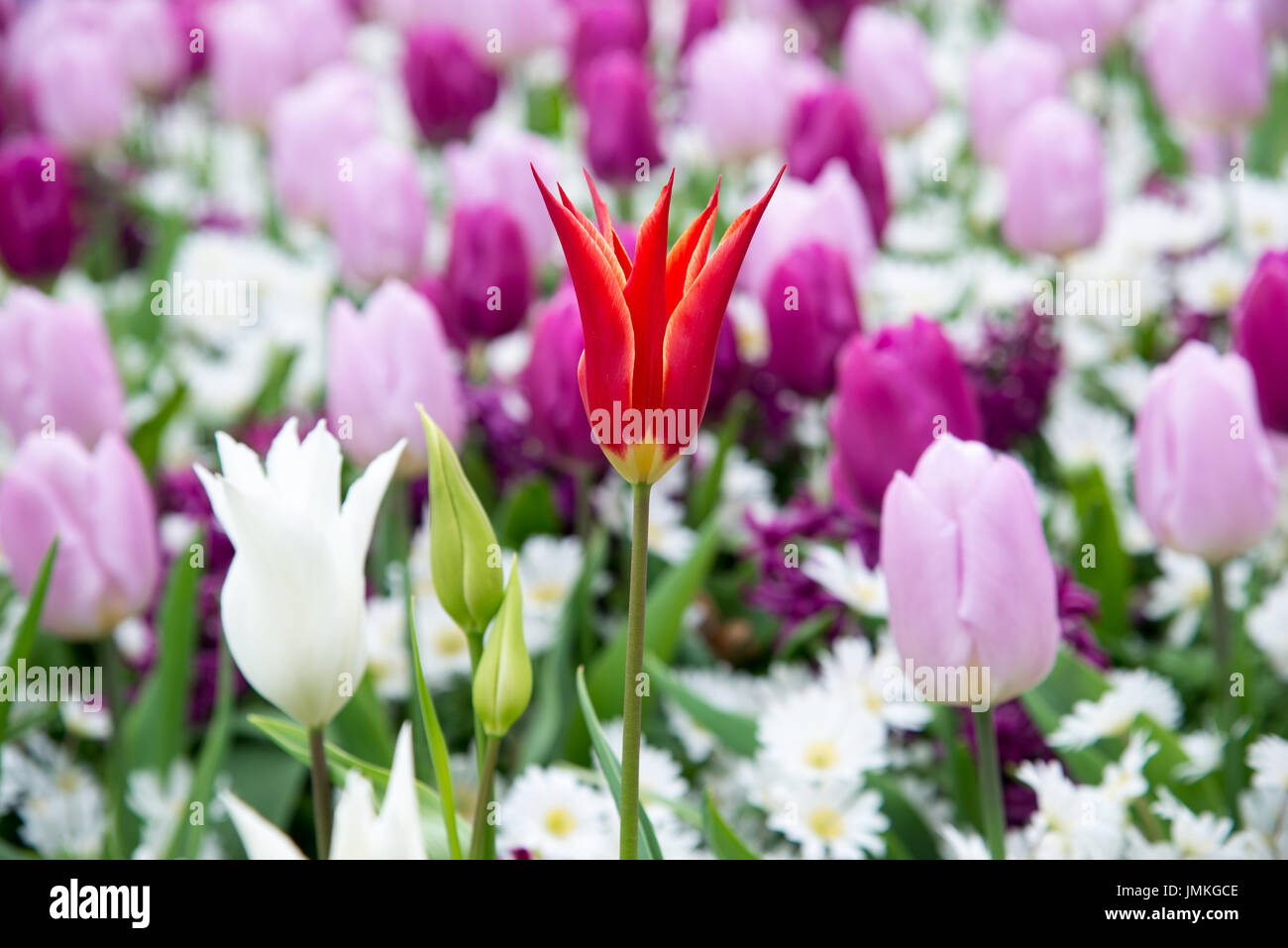 Fleurs à keukenhof park en Pays-Bas, europe. Banque D'Images