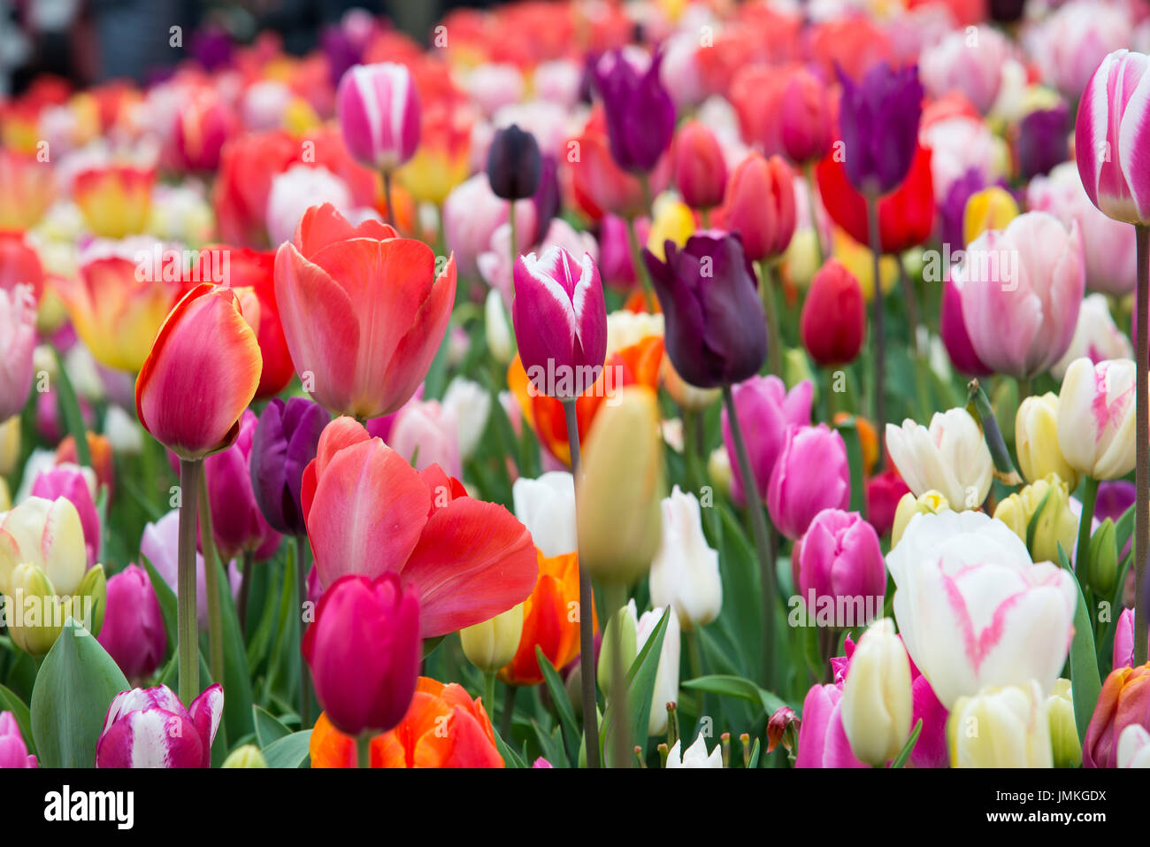 Fleurs à keukenhof park en Pays-Bas, europe. Banque D'Images