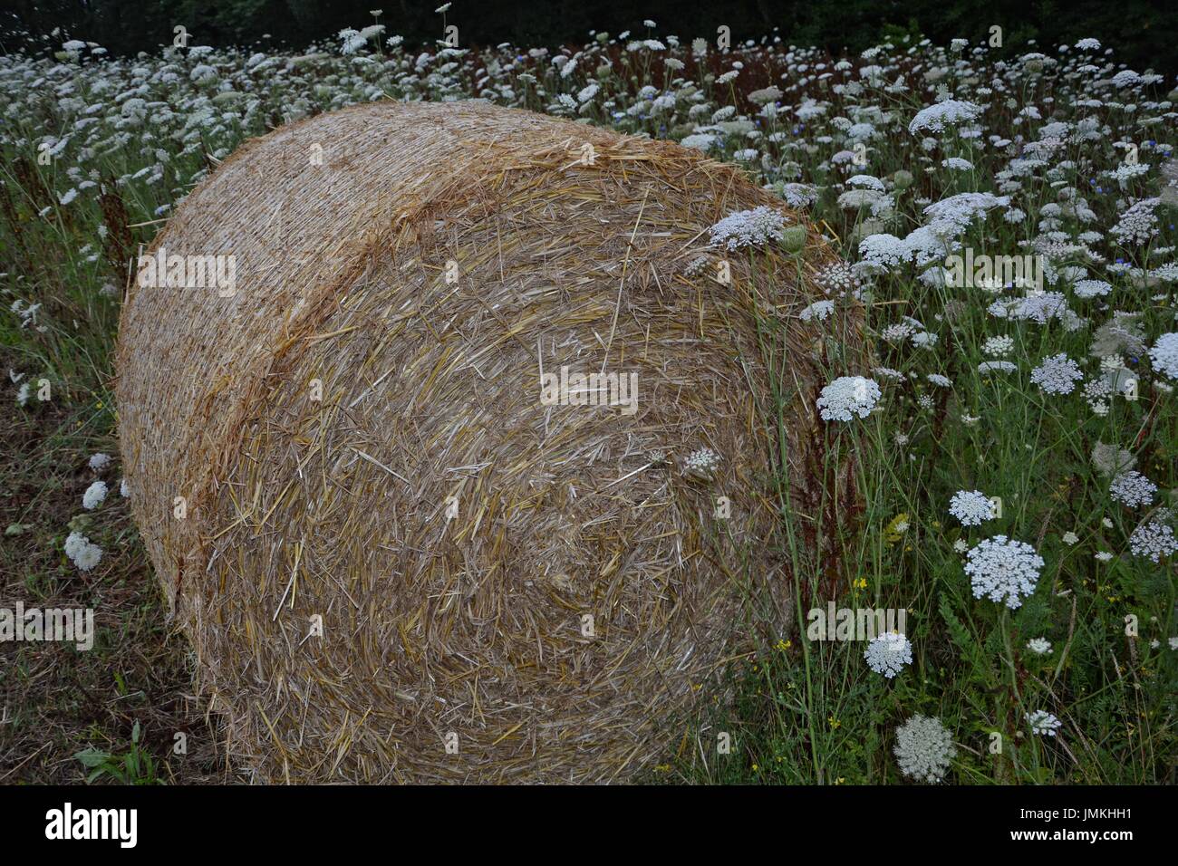 Des balles de foin se trouve dans le pré avec de grandes fleurs Banque D'Images