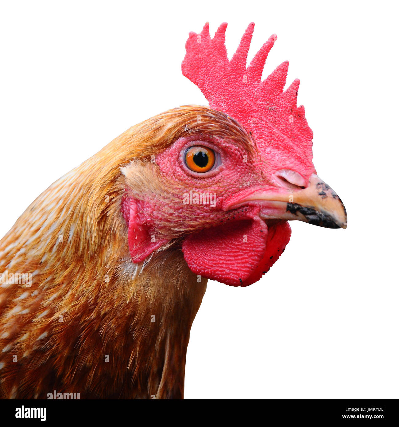 Gros plan de la tête d'un poulet isolé sur fond blanc Banque D'Images