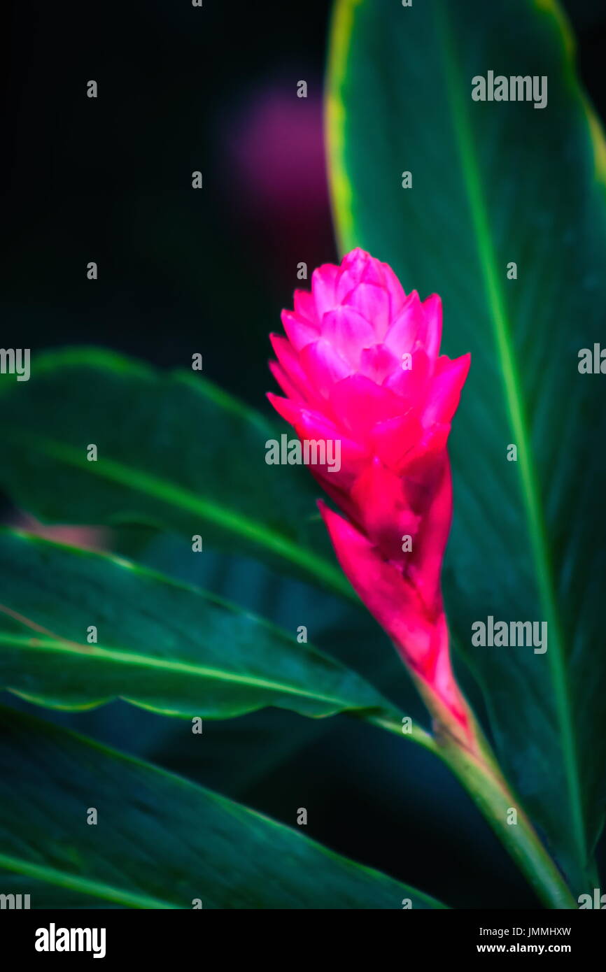 Alpinia purpurata rouge, gingembre, également appelé plume Autruche rose et gingembre, cône sont des plantes à fleurs voyantes malaisienne sur des Banque D'Images