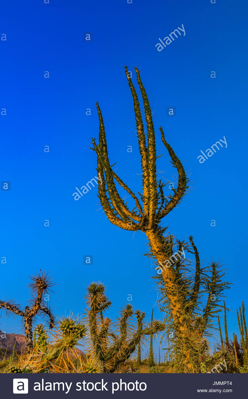 Fouquieria columnaris Boojum, arbres, dans la Valle de Los Cirios, une zone de protection de la faune et de la flore. Banque D'Images
