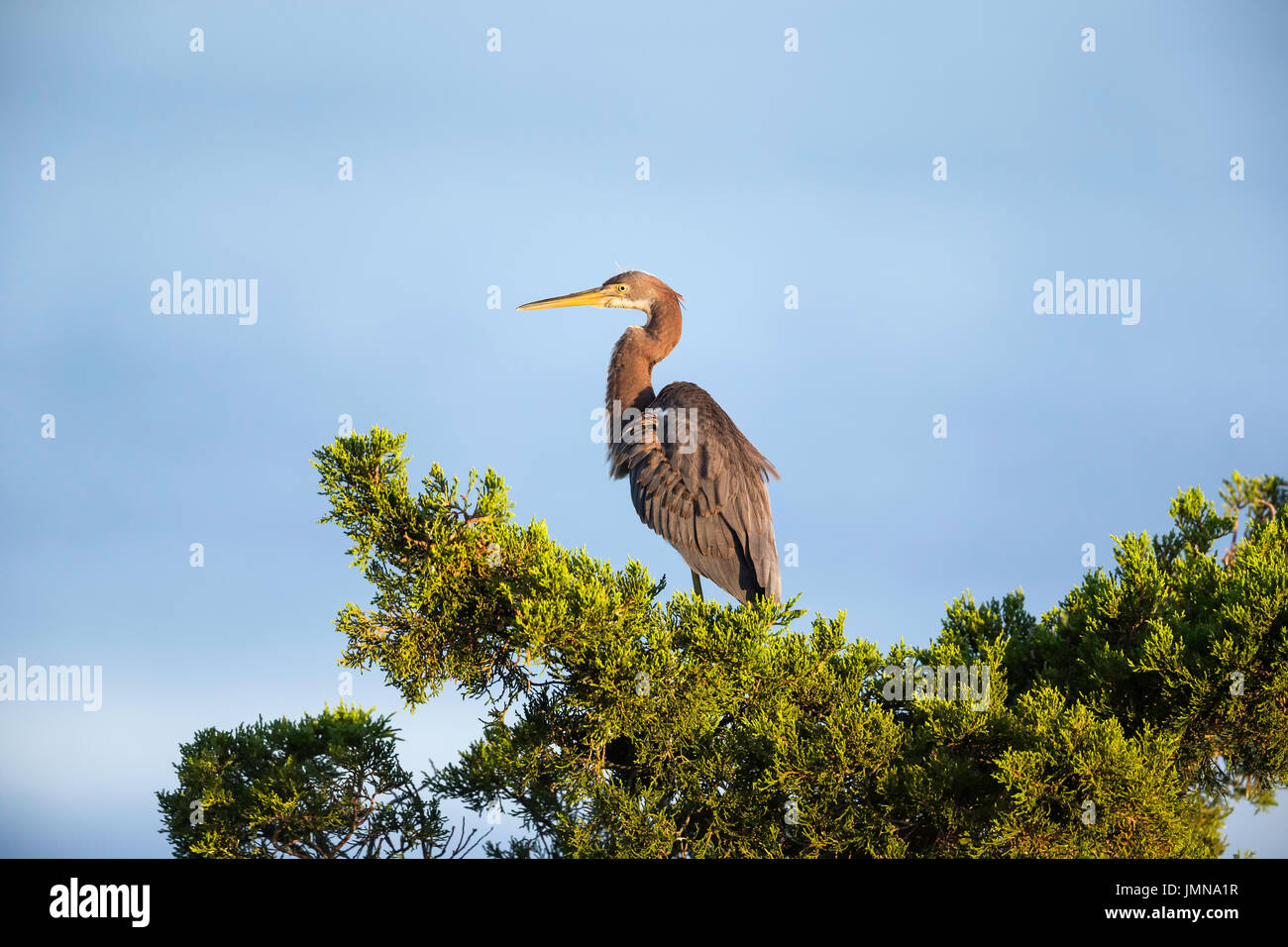 Aigrette tricolore juvénile perché un sommet d'un arbre Banque D'Images