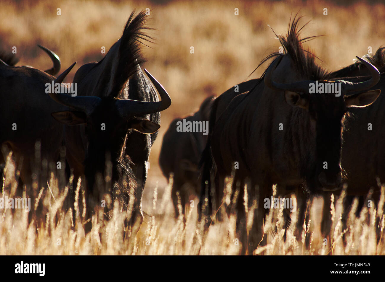En Transfontier Wildbeest Kgalagadi Park, Afrique du Sud Banque D'Images