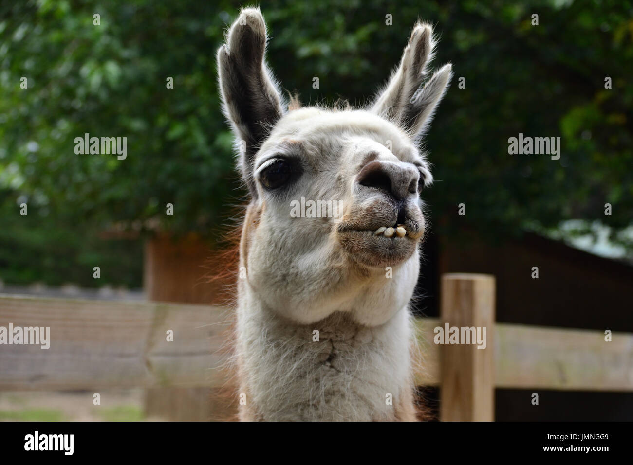 Lama Banque D'Images