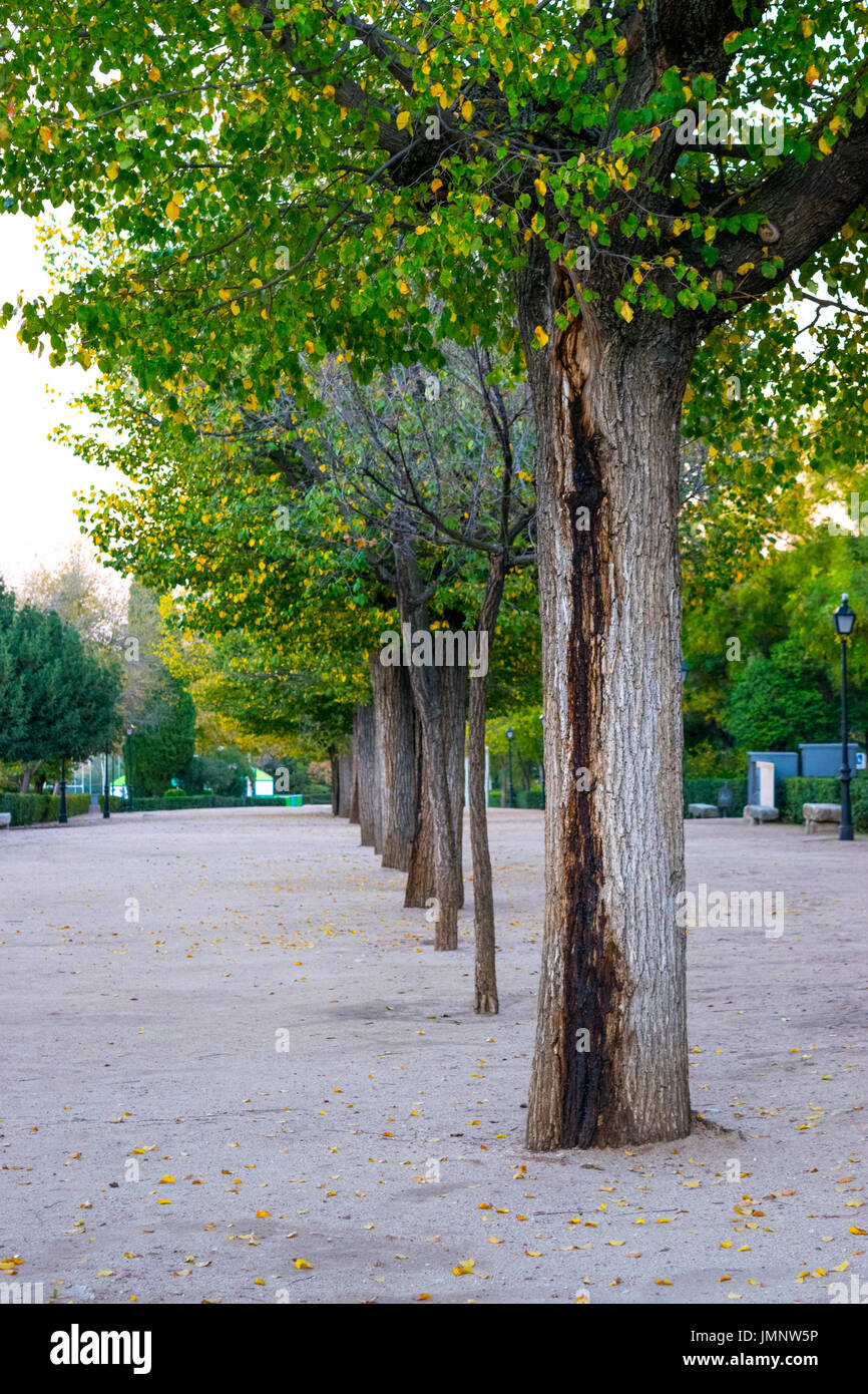 Aligner les arbres au parc près de l'entrée de la ville de Tolède, Espagne Banque D'Images
