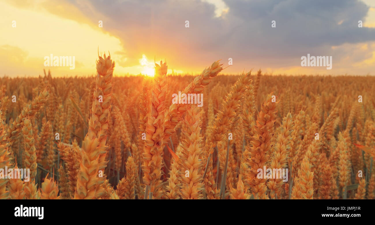 Épillets blé libre. Close-up du blé au coucher du soleil. Soleil brille à travers le blé en automne chaude soirée. Concept de récolte. Banque D'Images