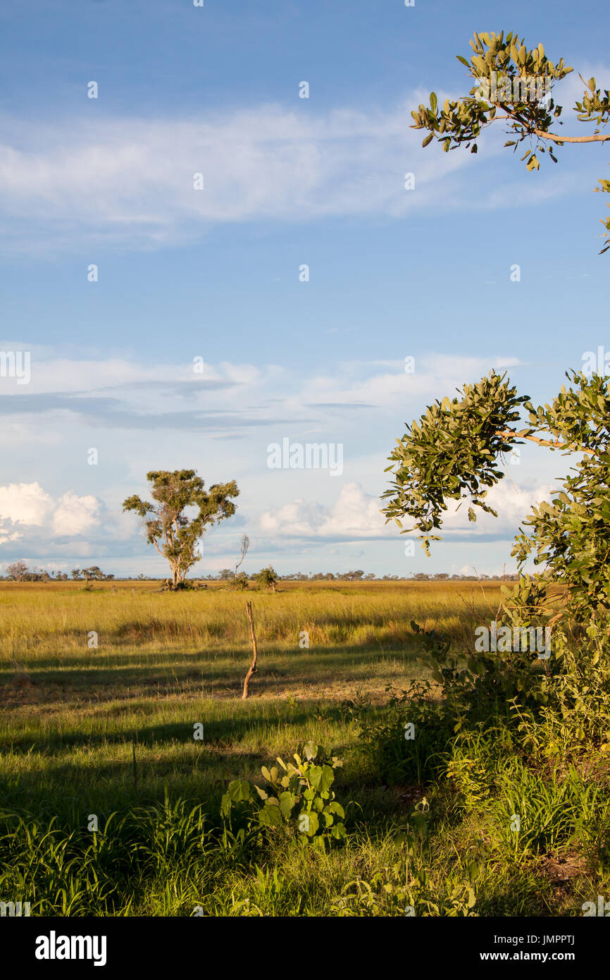 Arbre en savane africaine, delta de l'Okavango au Botswana Banque D'Images
