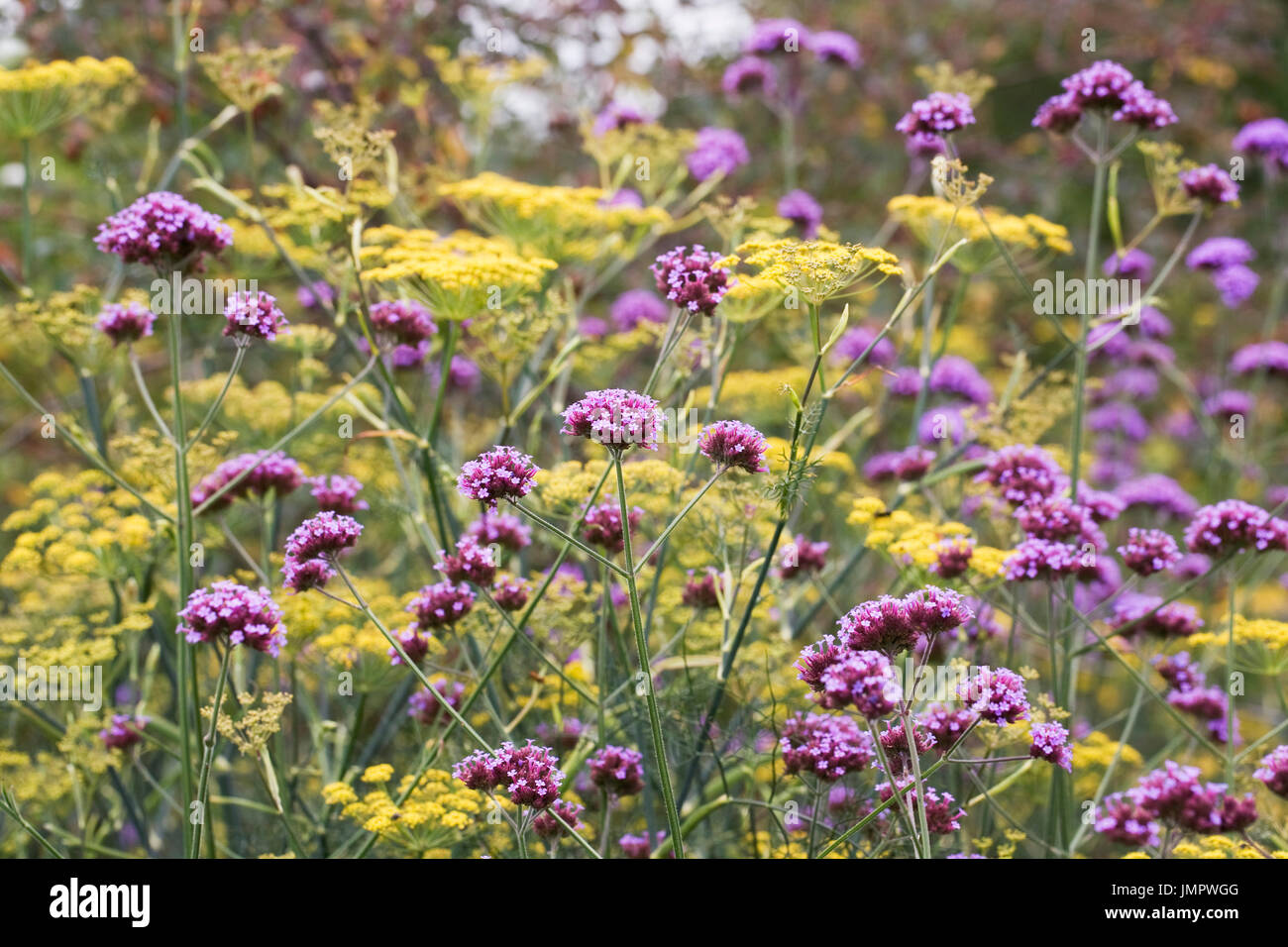 Verbena bonariensis et Foeniculum vulgare dans une frontière. Banque D'Images