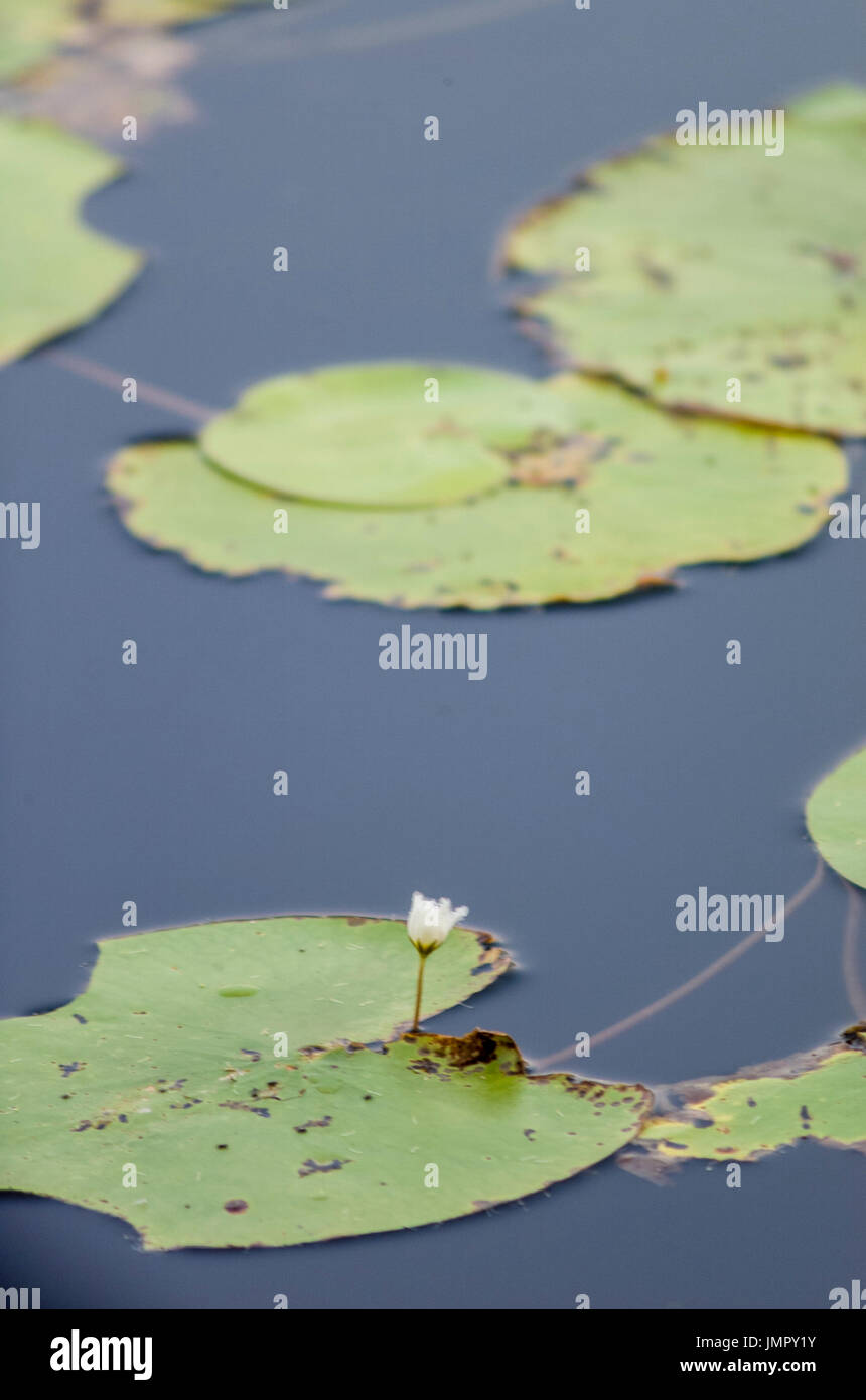 Un jardin d'eau de nénuphar vert avec une fleur blanche, flottant sur un lac bleu au début de lumière du matin Banque D'Images