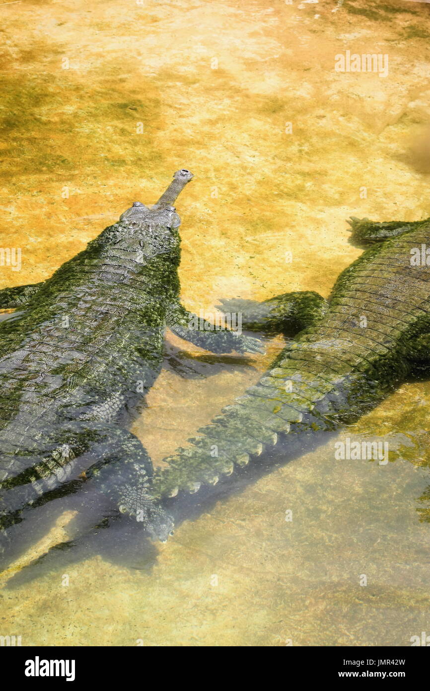 Le gavial (Gavialis gangeticus) aussi connu comme le gavial du Gange et le crocodile piscivore est une de la famille des crocodiliens Gavialidae Banque D'Images