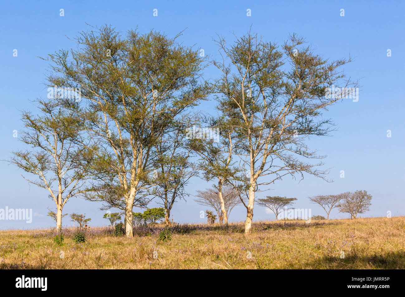 Les arbres sur les herbages désert réserver plateau dans matin ciel bleu. Banque D'Images