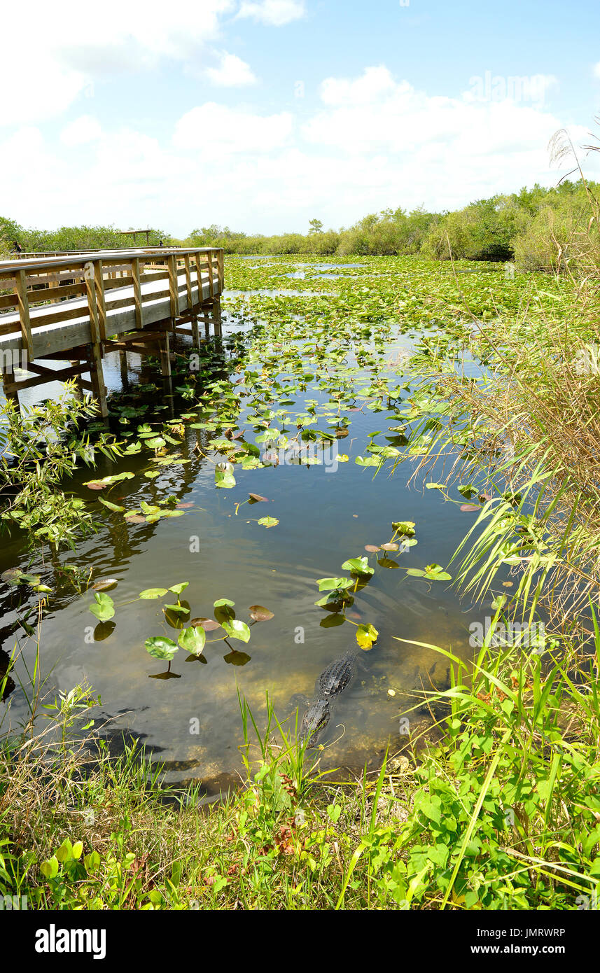 En Alligator le Parc National des Everglades en Floride Banque D'Images