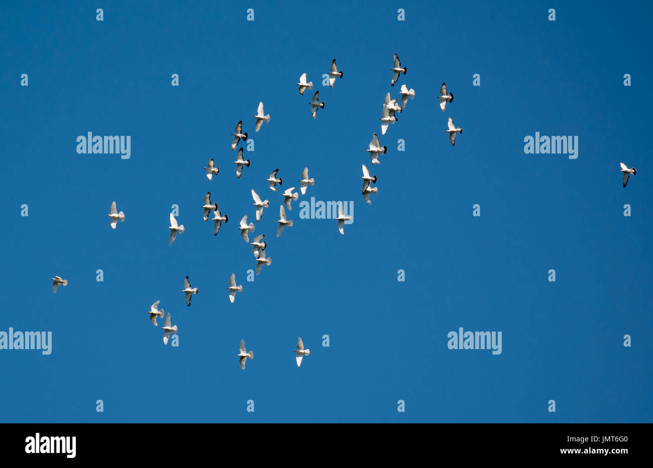 Troupeau de Pigeons survolant le ciel Banque D'Images