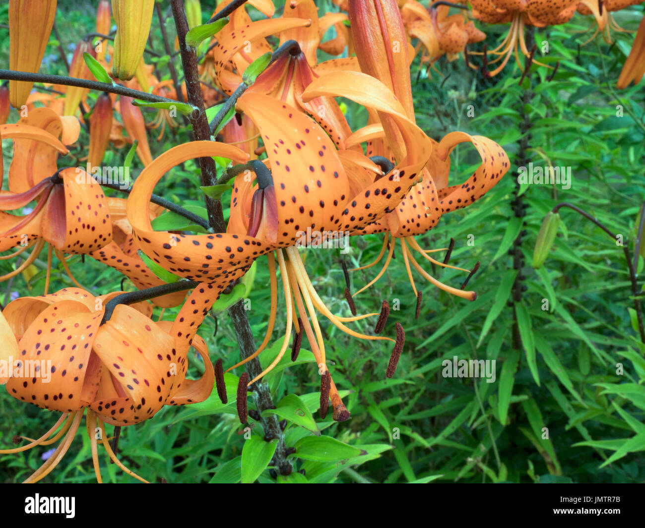 Lilium lancifolium Tiger lilies ou Lilium tigrinum against a blue sky Banque D'Images
