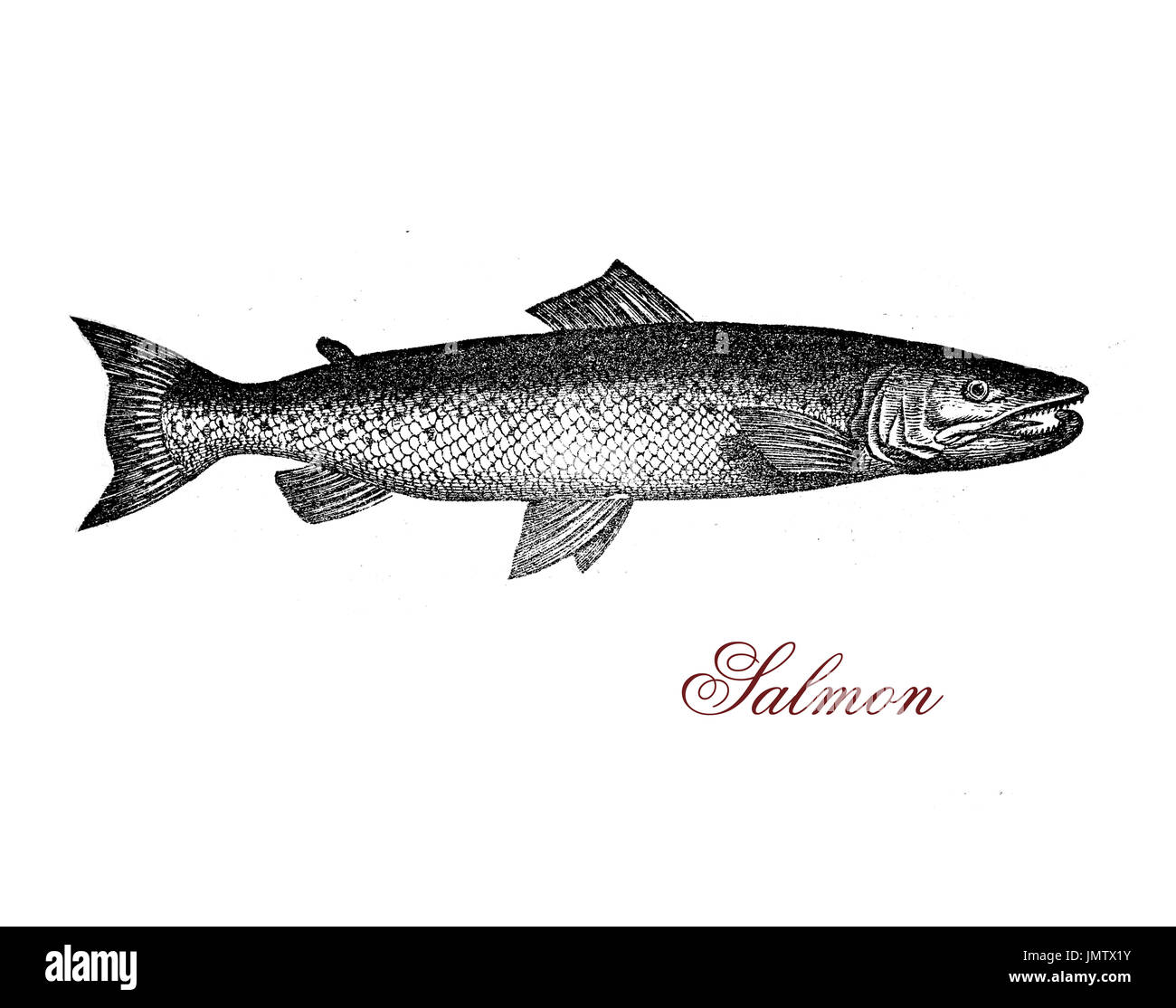 Gravure de saumon Vintage,il vit en eau douce, mais passe le plus souvent de la vie humaine en mer, de retourner dans les rivières qu'à reproduire. Banque D'Images