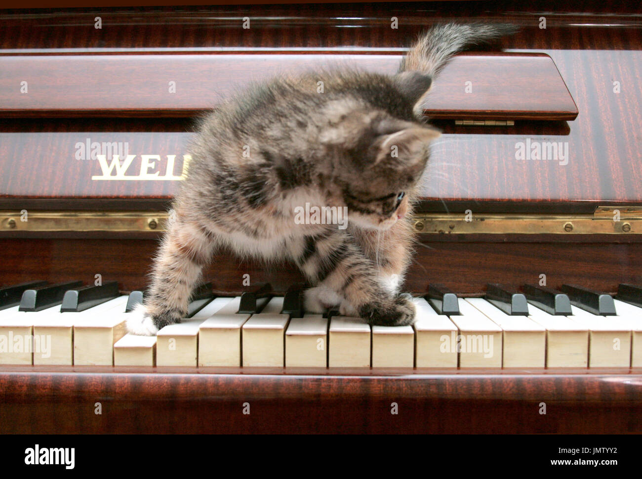 Cat With Instrument Banque D Image Et Photos Alamy