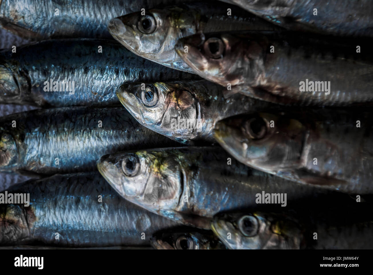 Sardines. Banque D'Images