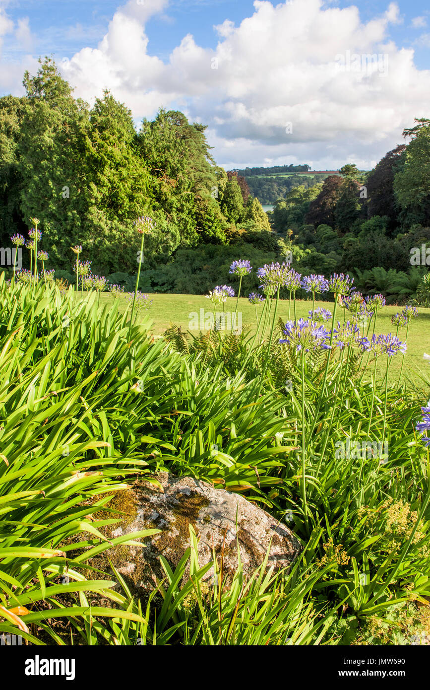 Agapanthus, africaine, de plus en plus Lily Trebah Garden à Cornwall. Banque D'Images