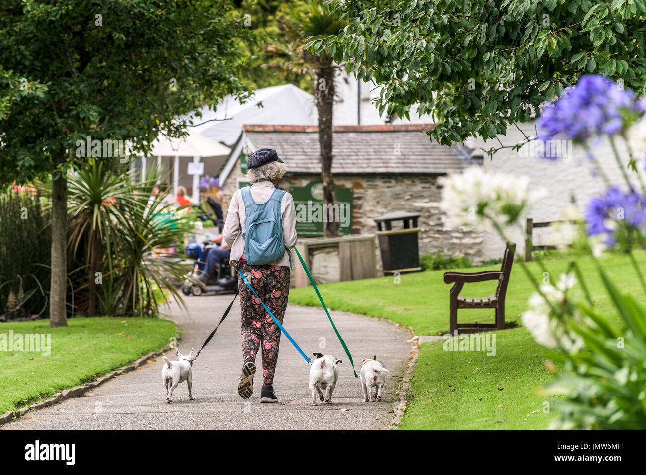Un chien walker avec trois petits chiens dans Trenance Gardens à Newquay, Cornwall. Banque D'Images