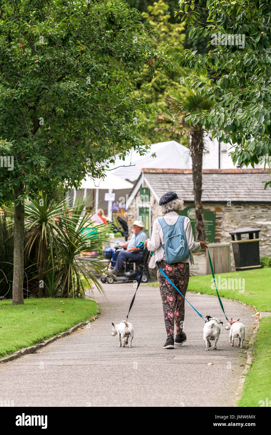 Un chien walker avec trois petits chiens dans Trenance Gardens à Newquay, Cornwall. Banque D'Images