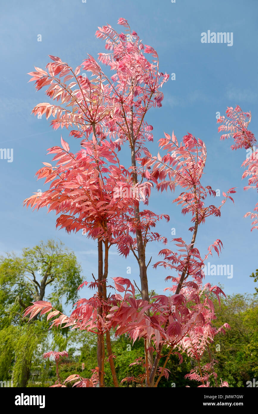 Cedrela sinensis ou Toona sinensis avec ses feuilles rouges Banque D'Images