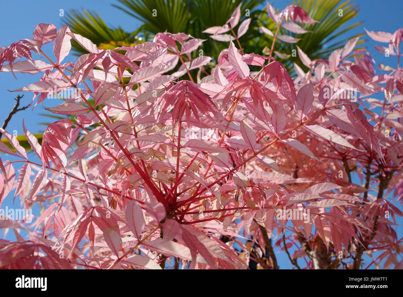 Feuilles de rose de Cedrela sinensis ou Toona sinensis Banque D'Images