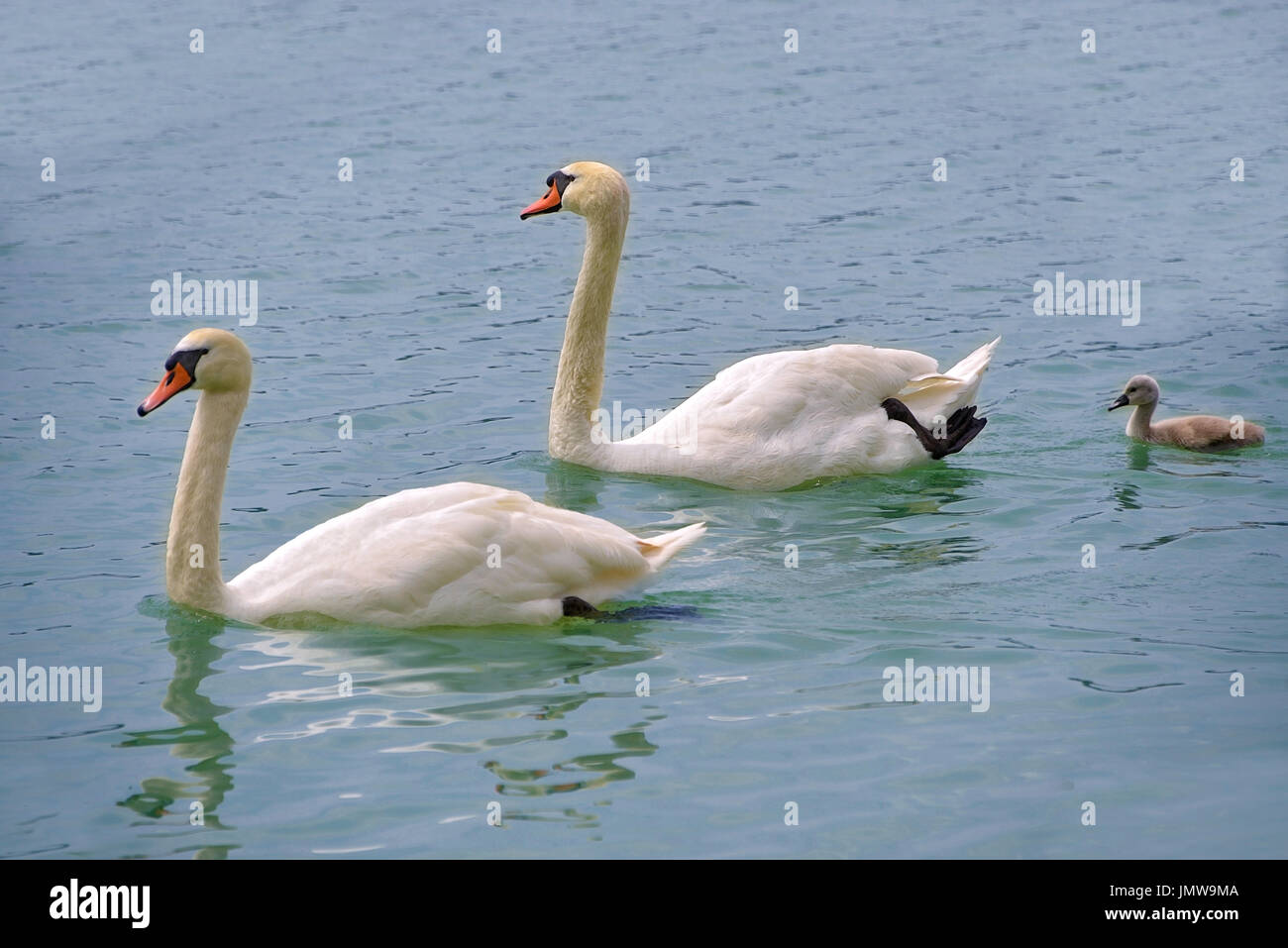 Les cygnes (Cygnus olor) avec une piscine lovée sur l'eau du lac Italien Banque D'Images