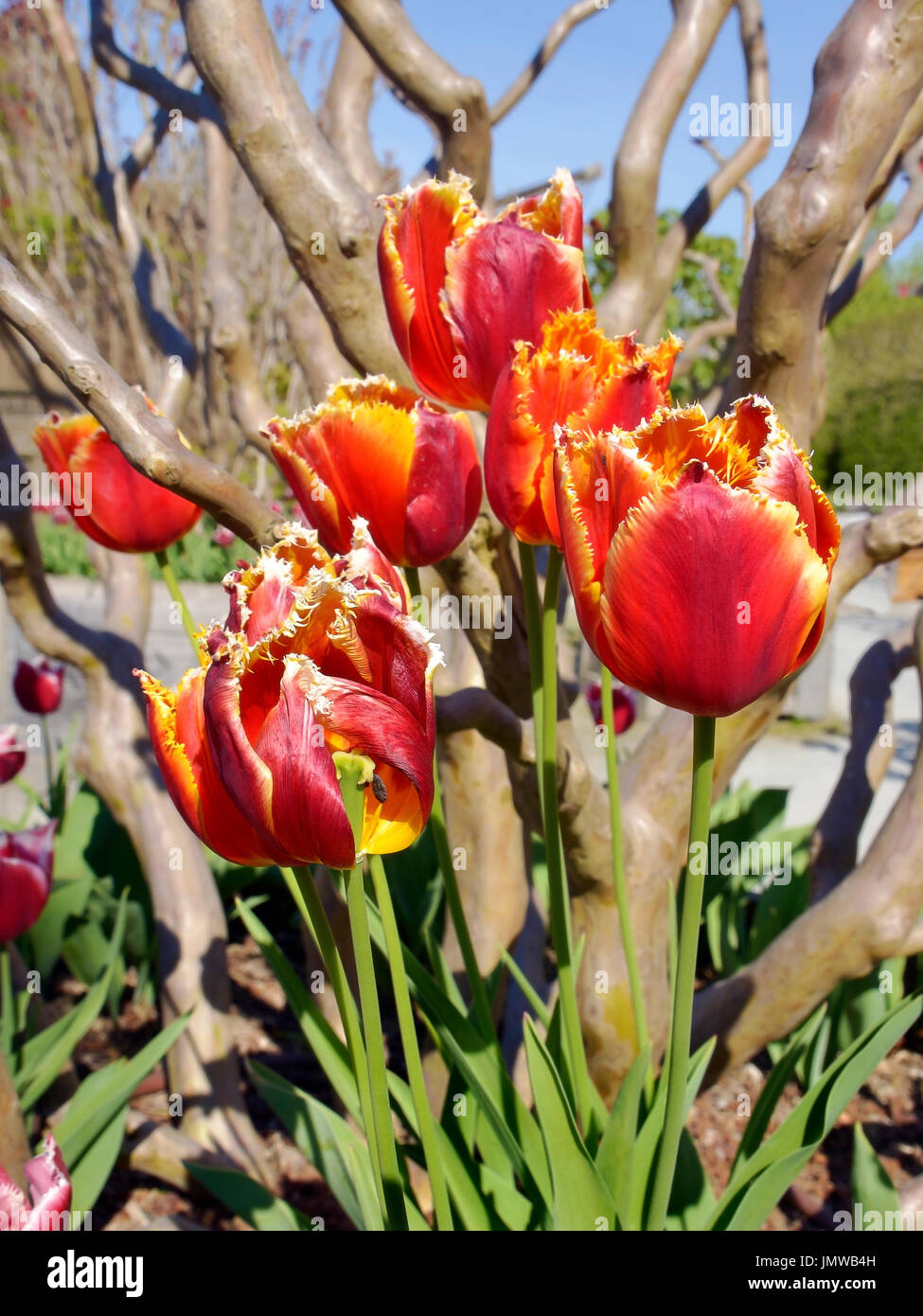 Libre de tulipes rouges (Tulipa) parmi les arbres troncs Banque D'Images