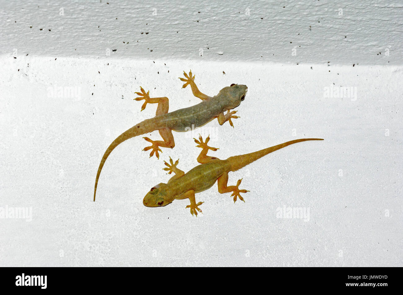 Maison commune de geckos sur mur de la maison, du Rajasthan, Inde / (Hemidactylus frenatus) / gecko à queue épineuse House | Asiatische Hausgeckos Banque D'Images
