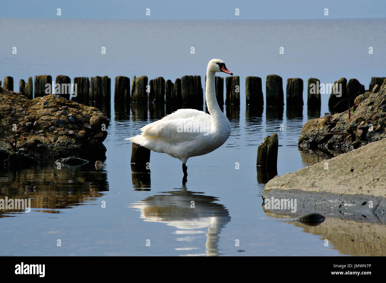 Mute Swan (Cygnus olor) debout dans l'eau, des pierres, des poteaux de bois et mer en arrière-plan. Banque D'Images